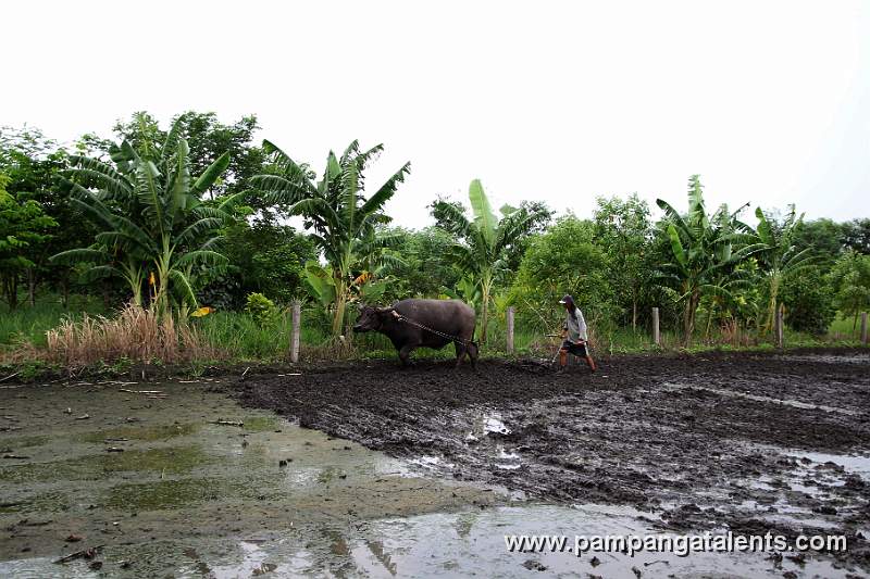 Farmer