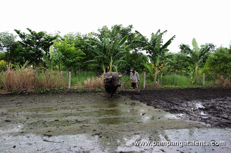 Carabao on Field