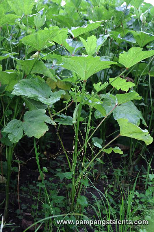 Okra Plant