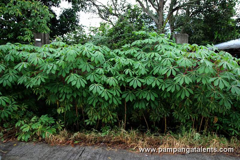 Cassava Plant