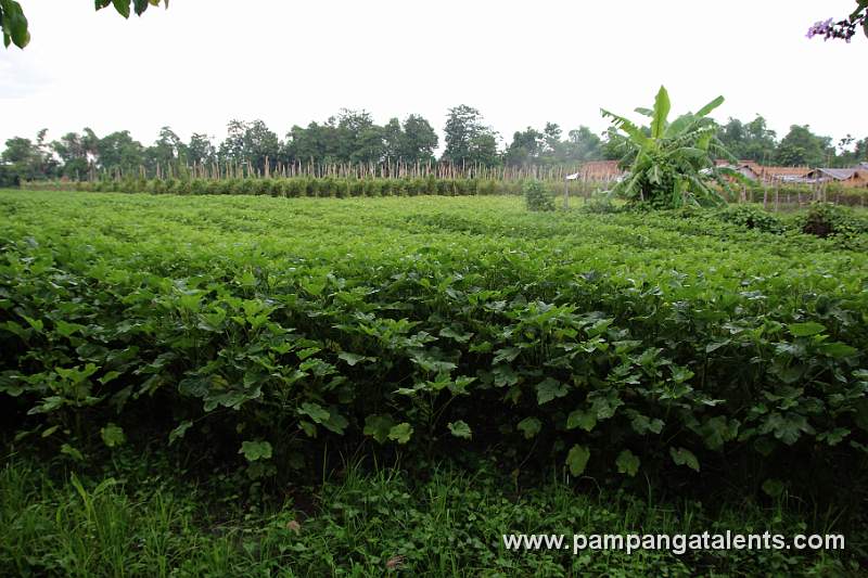 Okra Plantations