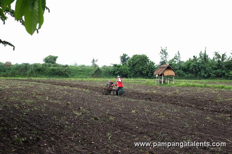 Farmer on Field