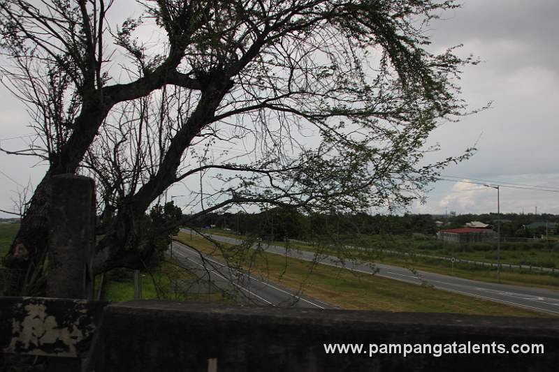 Camachille Tree Behind the Bridge