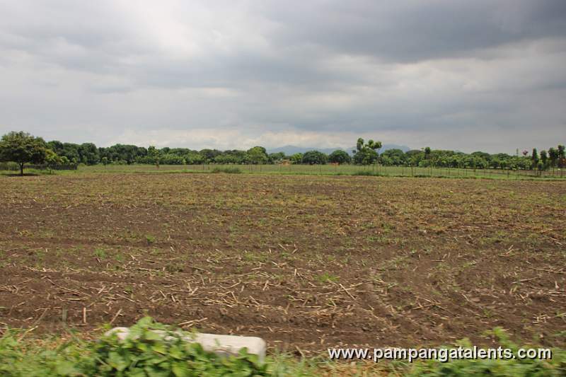 Rice Field