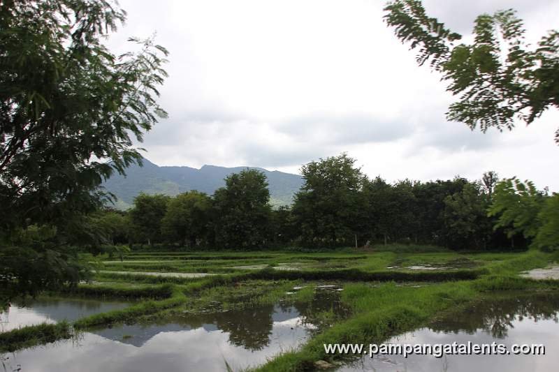 Rice Field