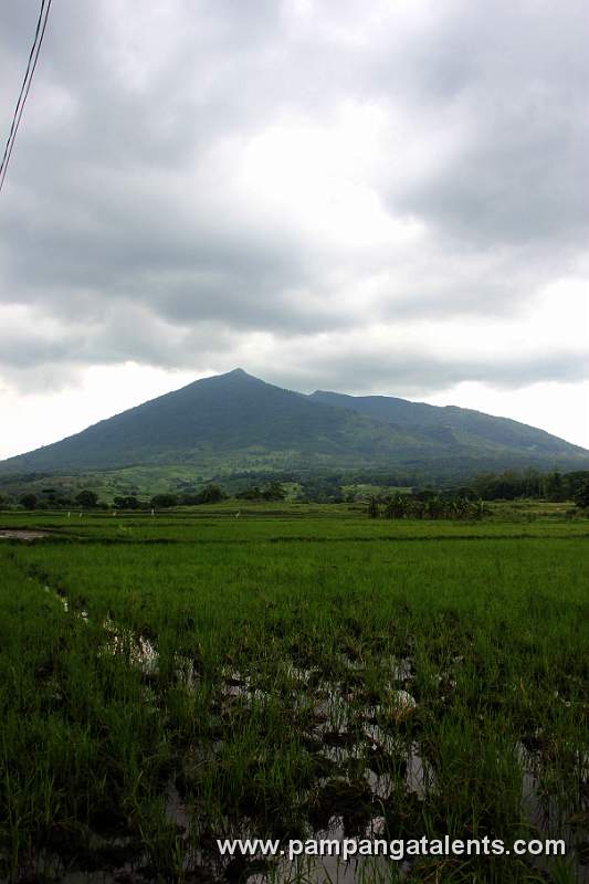View of Mt. Arayat on Rice Fields