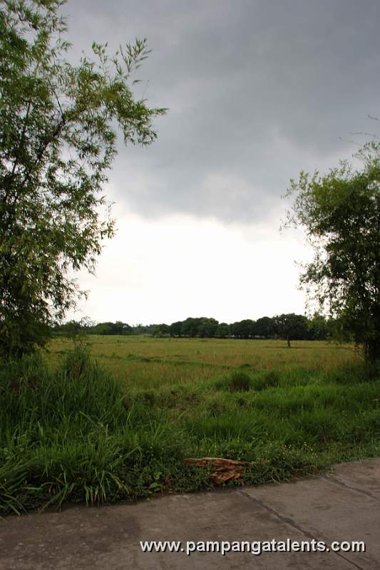 Rice Field