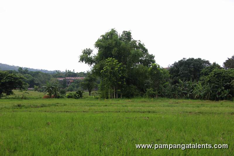 Trees on Rice Field