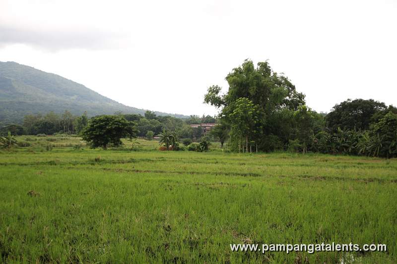 Rice Field