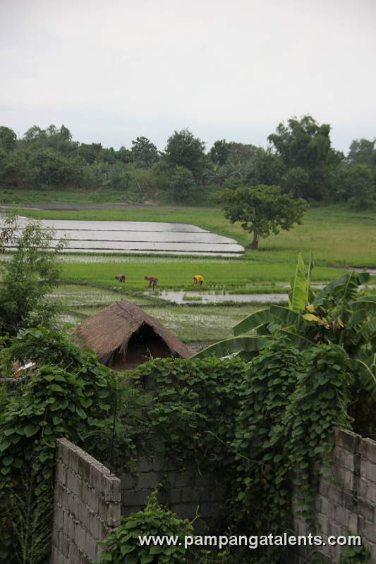 Rice Farm