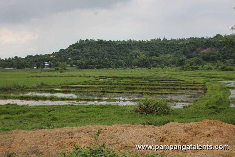 Rice Fields