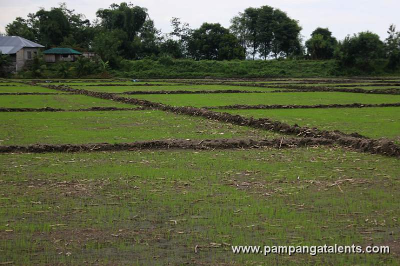 Rice Field