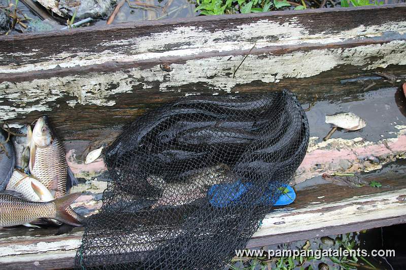 Cattle Fish on the Net