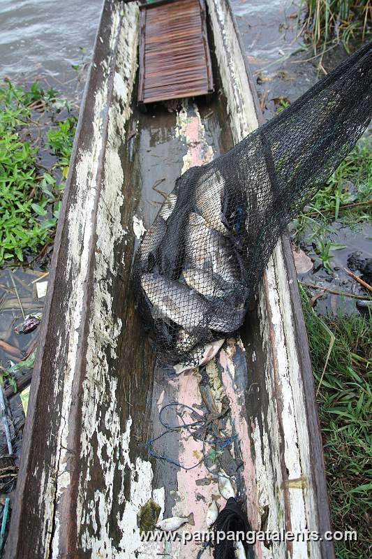 Tilapia Inside the Net