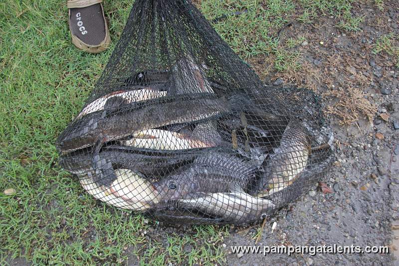 Cattle Fish / Tilapia