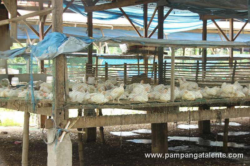 Poultry Farm