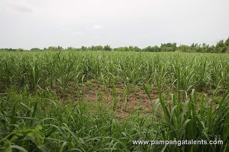 Sugar Cane Plantation