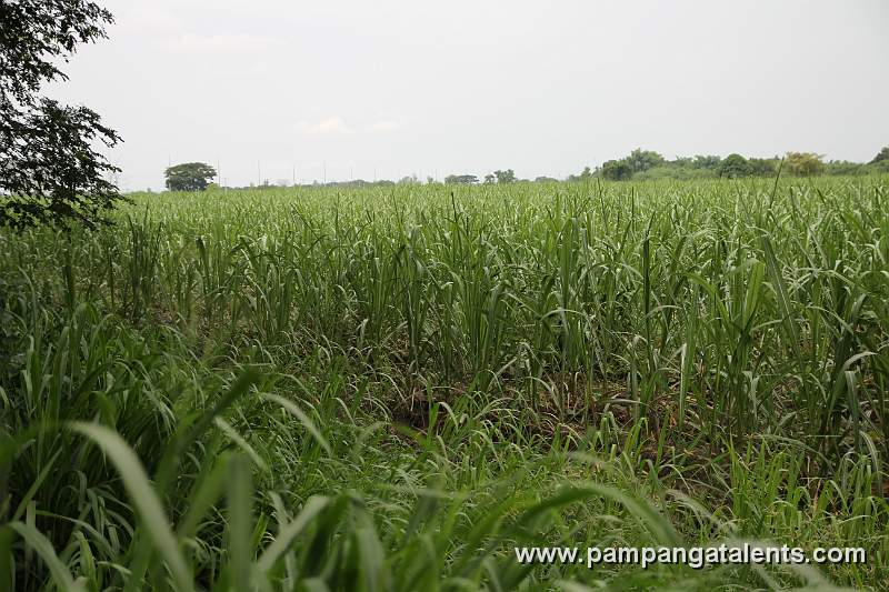 Sugar Cane Plantation