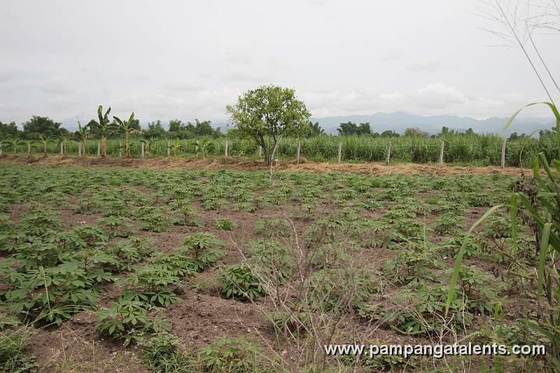 Cassava Plantation