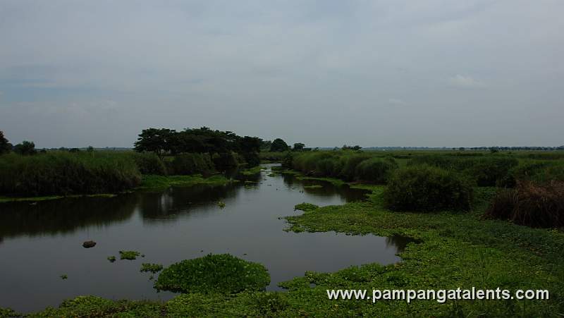 Fish Ponds