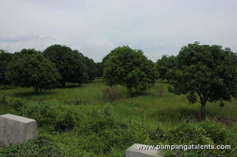 Mango Trees Farm