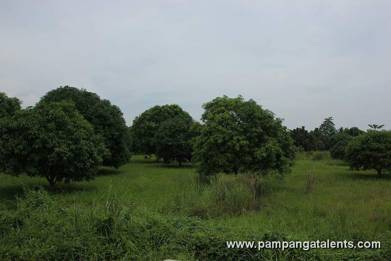Mango Trees Farm
