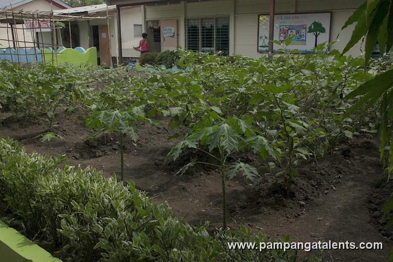 Papaya Tree / Eggplant