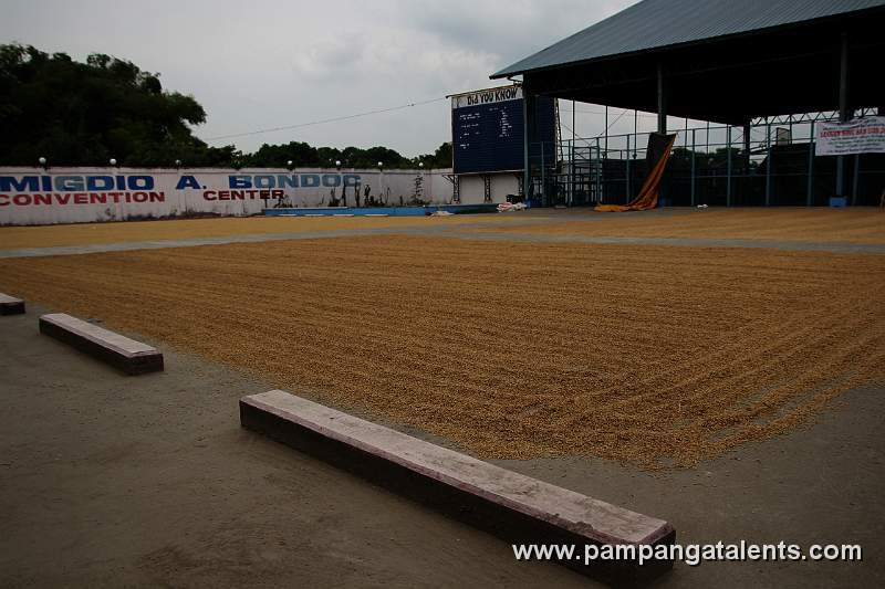 Rice Grains