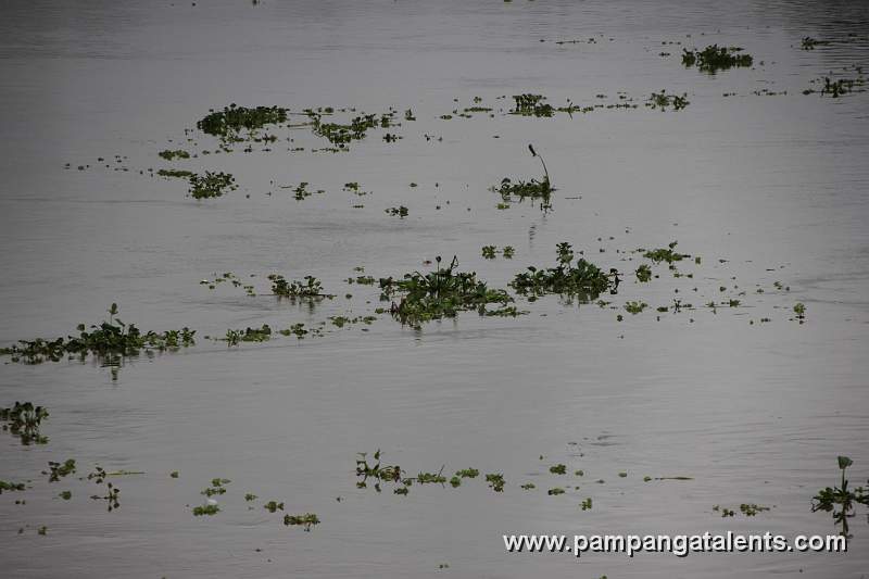 Water Lily on the River