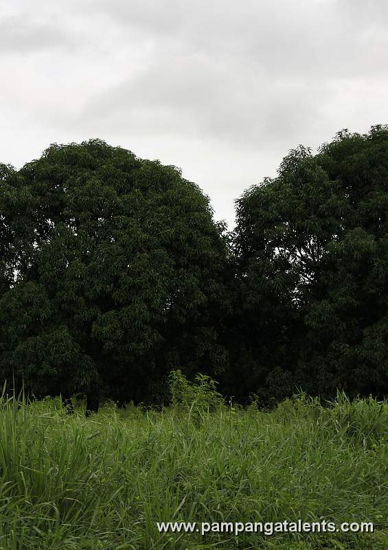 Mango Trees