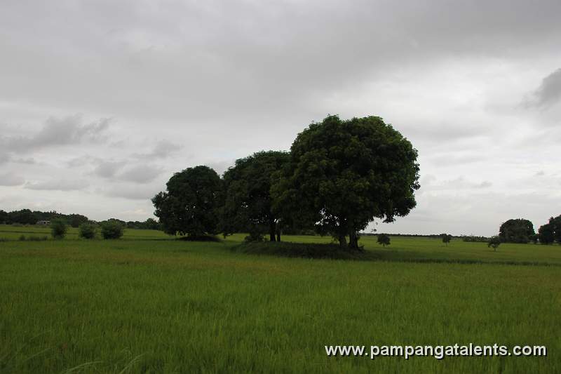 Mango Trees in Rice Fields