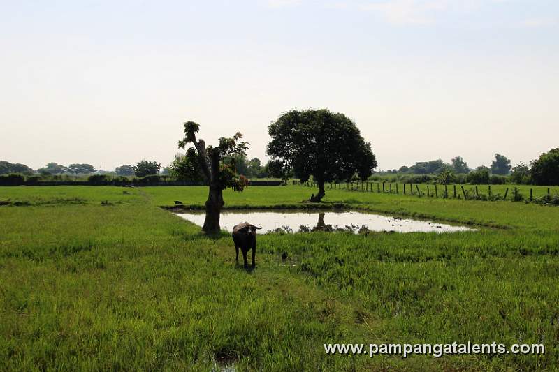 Carabao (Bubalus Bubalis) on Rice Fields