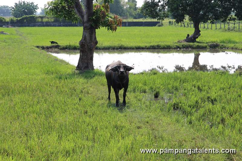 Carabao (Bubalus Bubalis)