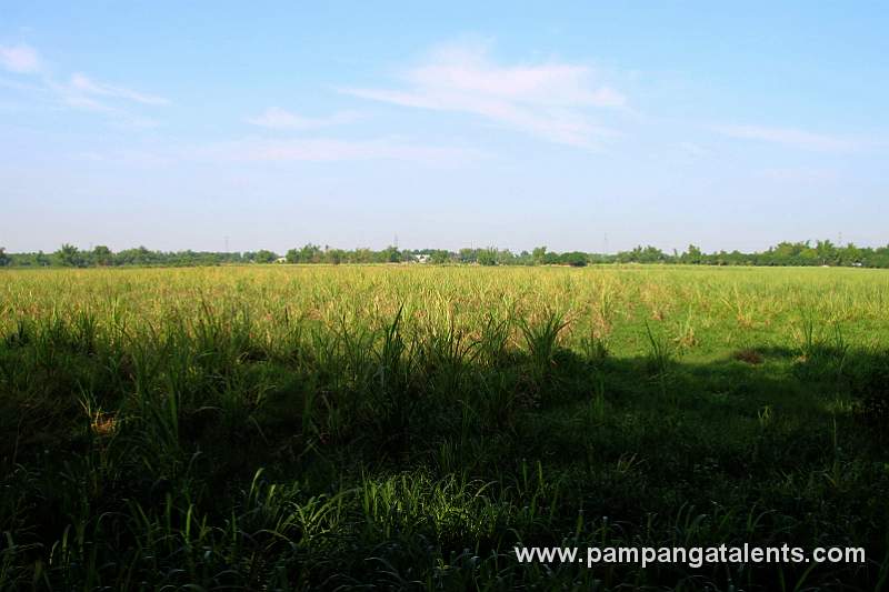 Sugar Cane Plantation