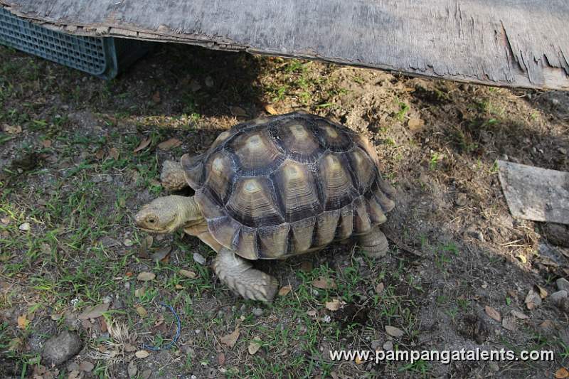 Turtle Sanctuary in the Church Garden