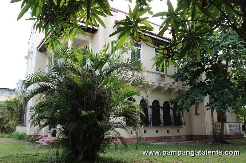Palm Tree in the Garden