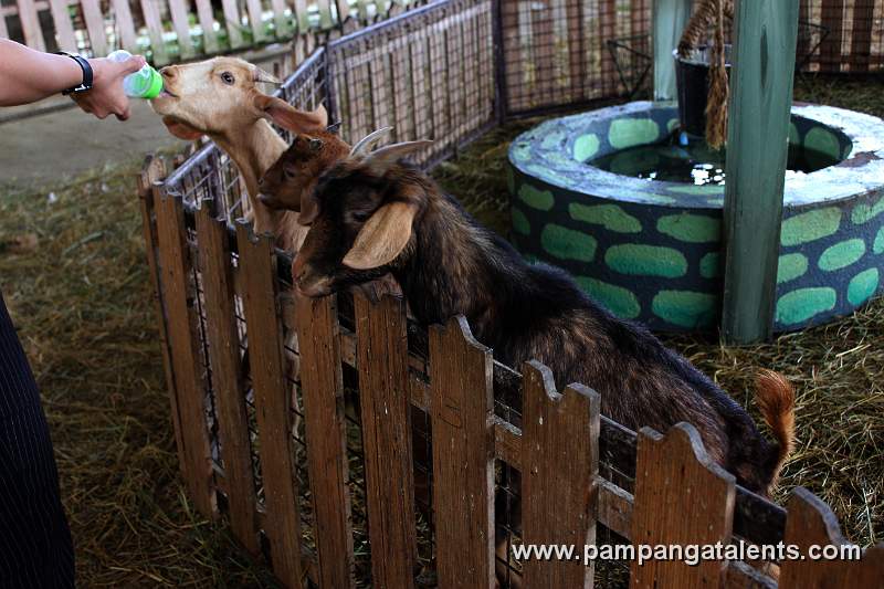 Goat - kambing - Capra Aegagrus Hircus