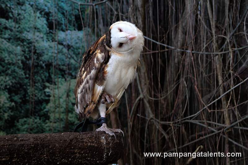 Philippines Grass Owl - Tito Capensis