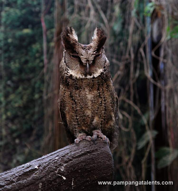 Philippine Scops OWL