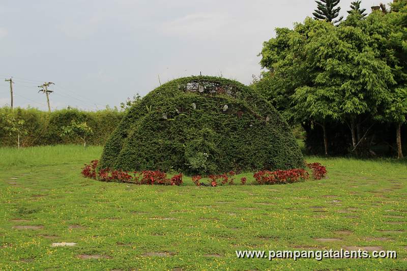 Fukien Tea Peacock Shape in Wonderland Batangas
