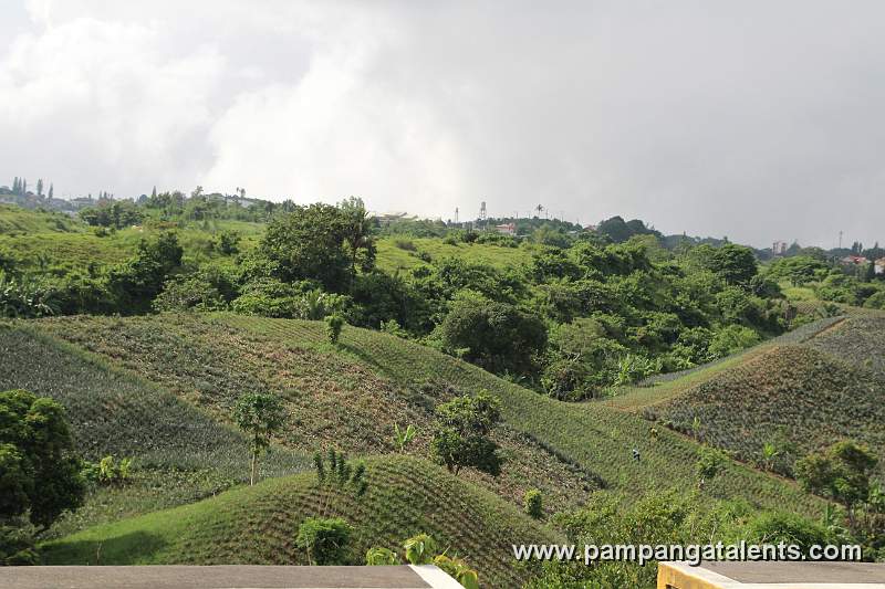 Pineapple Plantation on the Hillside of Tagaytay
