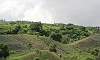 Pineapple Plantation on the Hillside of Tagaytay  Location. Tagaytay - Cavite Calabarzon