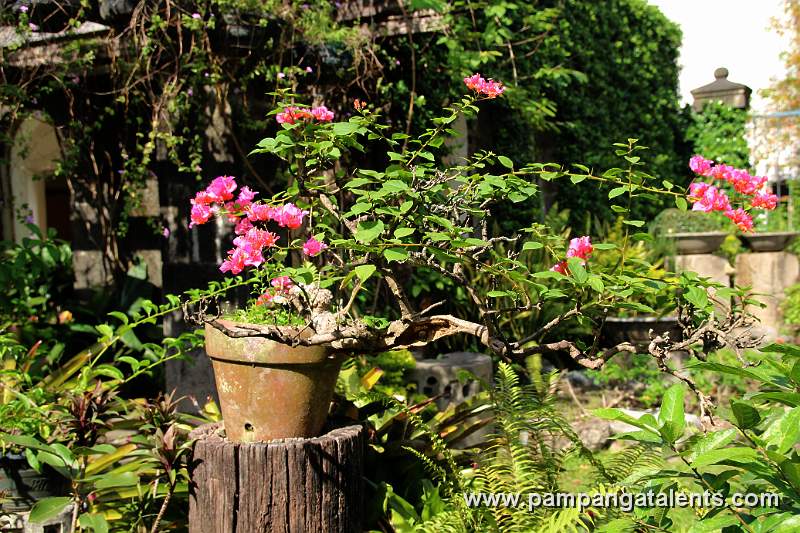 Garden in Baluarte de San Diego