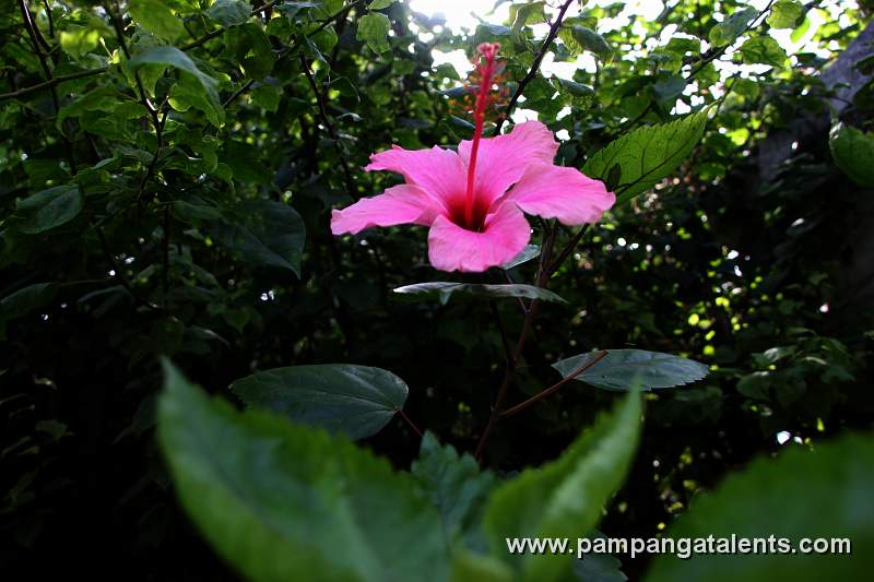 Garden in Baluarte de San Diego
