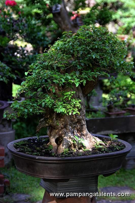 Bonsai display in Baluarte de San Diego