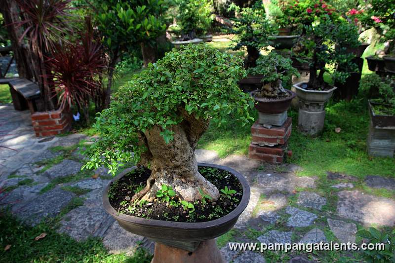 Bonsai display in Baluarte de San Diego