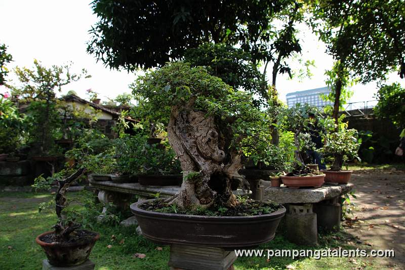 Bonsai display in Baluarte de San Diego