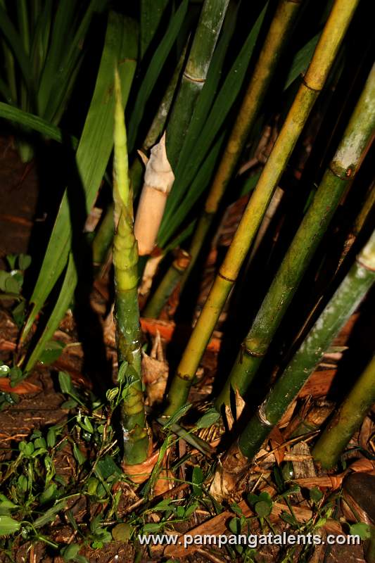 Boho Bamboo (Schizostachyum lumampao)