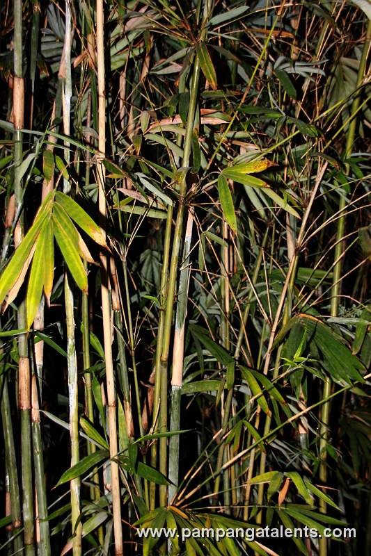 Boho Bamboo (Schizostachyum lumampao)