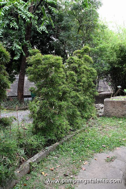 Dwarf Bamboo (Arundinaria pygmaea Mitf)